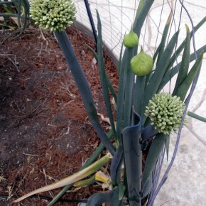 The easiest thing to grow…green onion!